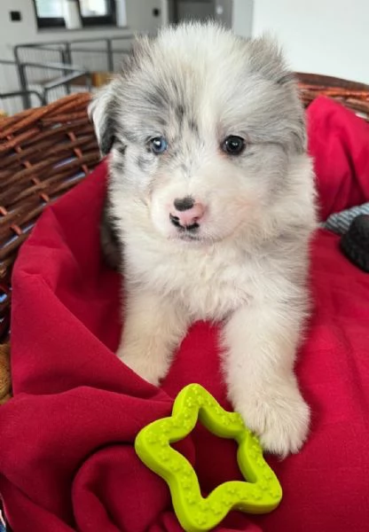 ANCORA 4 CUCCOILI DISPONIBILI  | Foto 2