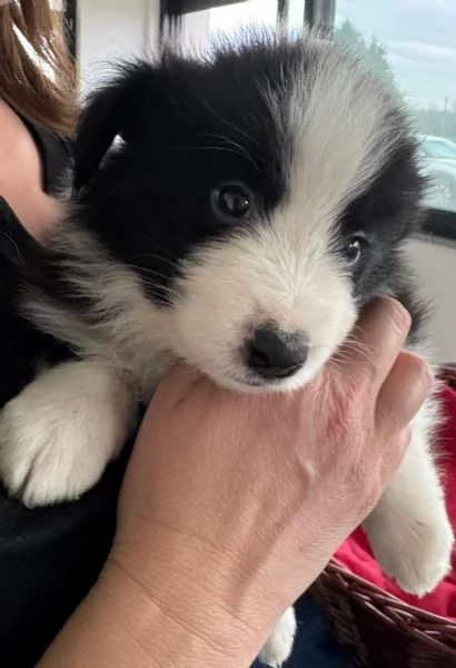 ANCORA 4 CUCCOILI DISPONIBILI  | Foto 0