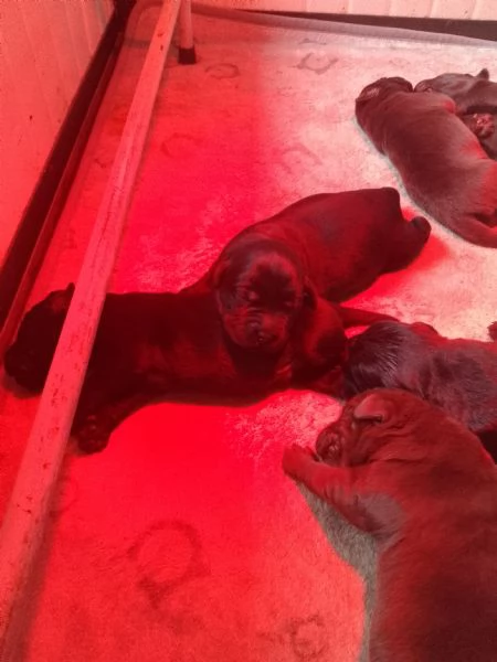 DOLCISSIMI LABRADOR | Foto 3