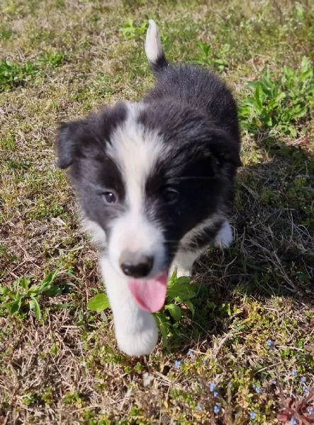 Piccoli Border Collie disponibili  | Foto 0