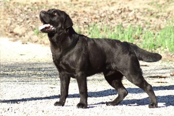 dolci piccoli cuccioli di labrador  | Foto 4