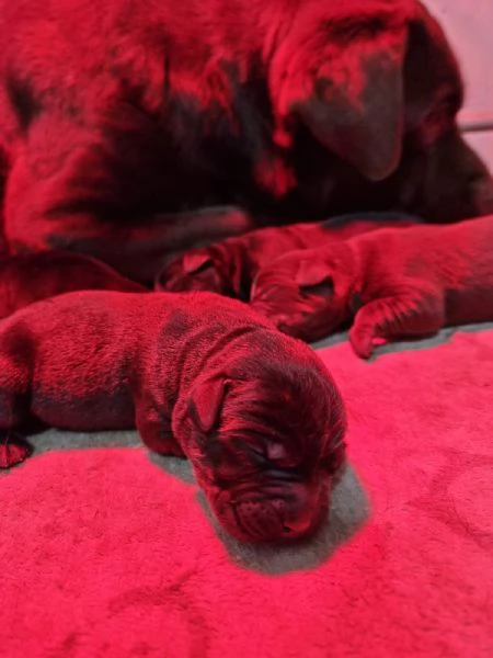 dolci piccoli cuccioli di labrador  | Foto 3