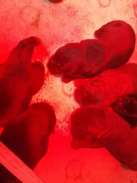 dolci piccoli cuccioli di labrador  | Foto 2