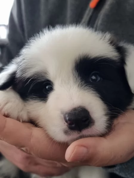 ULTIMI 3 CUCCIOLI DI BORDER COLLIE 