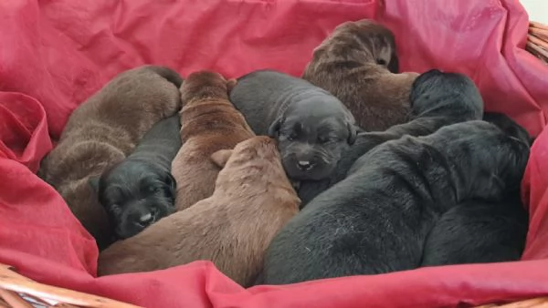 Dolci cuccioli di Labrador | Foto 6