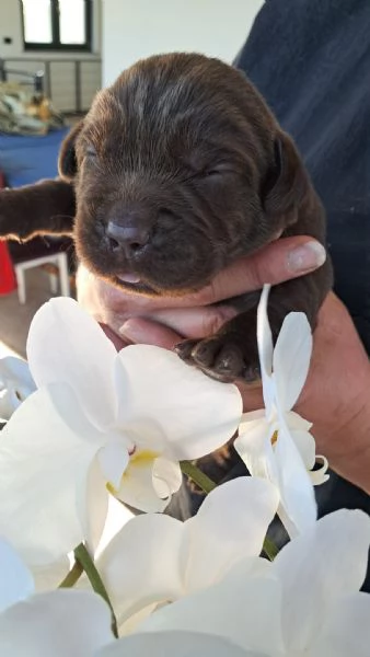 Dolci cuccioli di Labrador | Foto 5