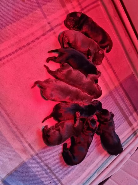 Dolci cuccioli di Labrador | Foto 3