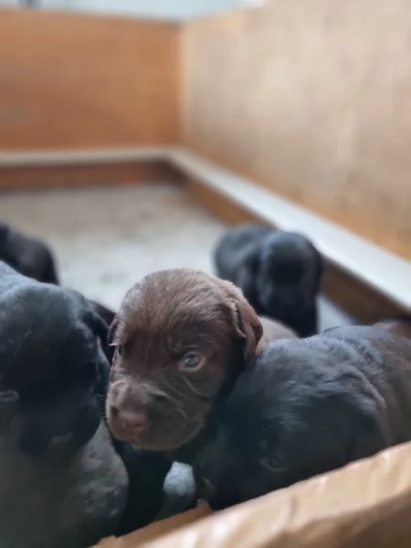 Dolci cuccioli di Labrador | Foto 2