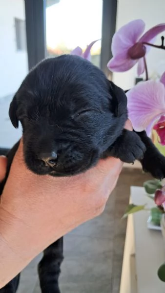 Dolci cuccioli di Labrador | Foto 1