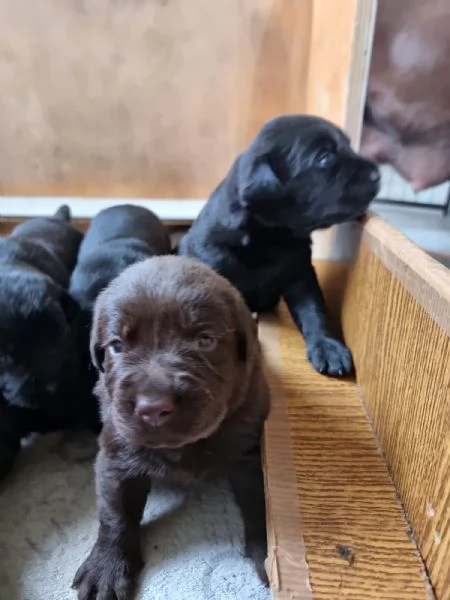 Dolci cuccioli di Labrador | Foto 0