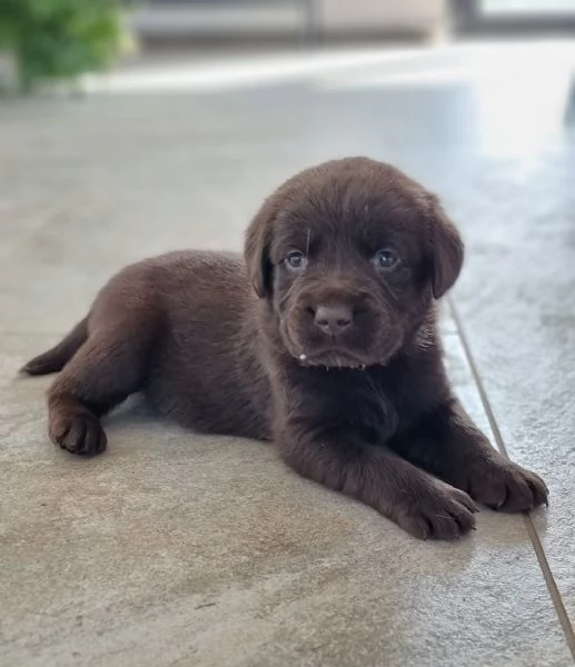 Cuccioli di Labrador disponibili | Foto 5
