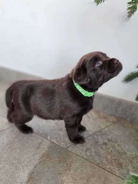 Cuccioli di Labrador disponibili | Foto 4