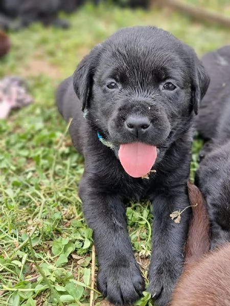 Cuccioli di Labrador disponibili | Foto 3