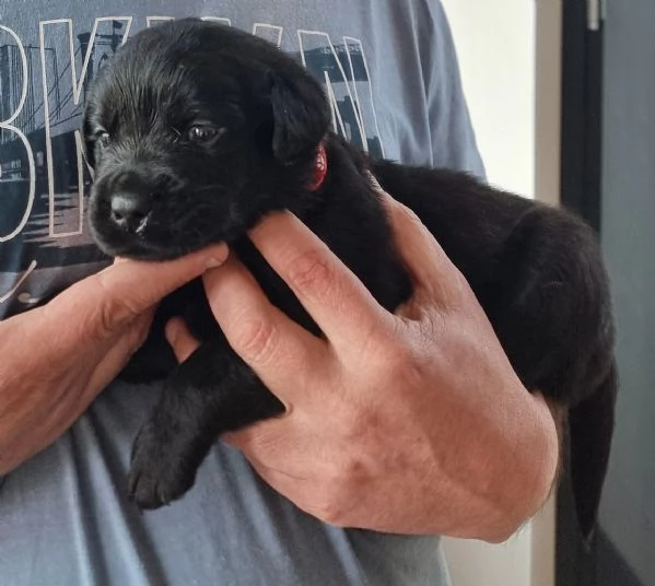 Cuccioli di Labrador disponibili | Foto 2
