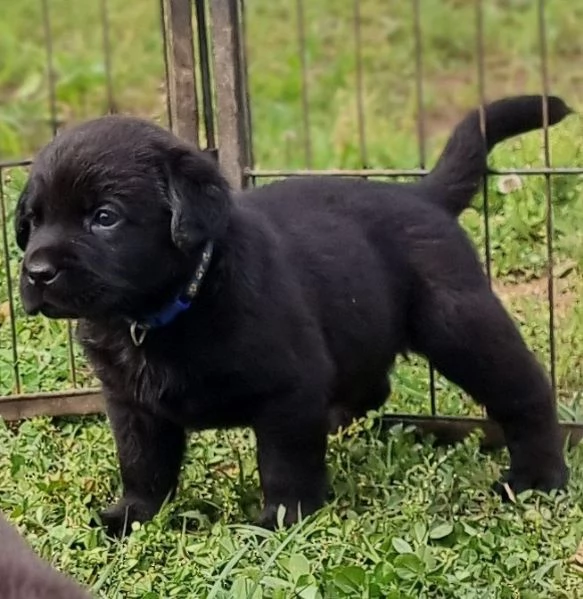 Cuccioli di Labrador disponibili