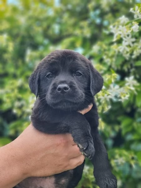 CUCCIOLI LABRADOR DISPONIBILI