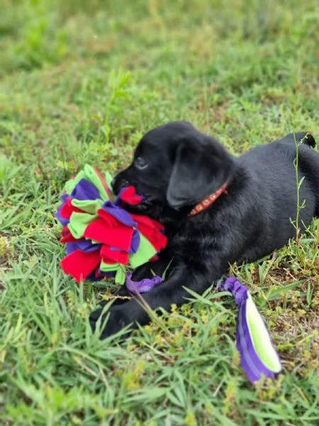 CUCCIOLI LABRADOR DISPONIBILI | Foto 6