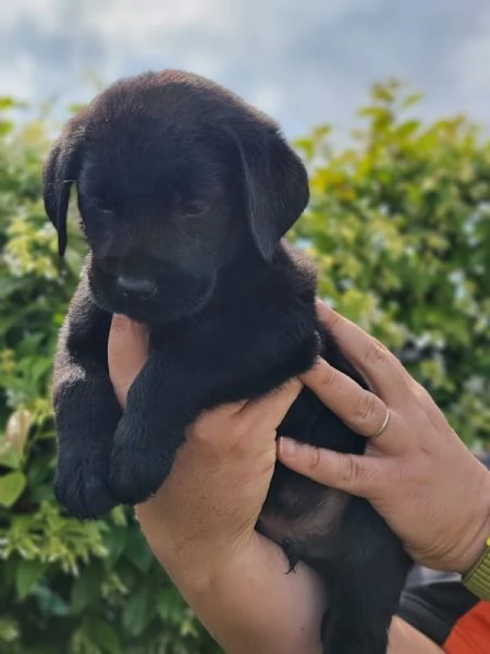 CUCCIOLI LABRADOR DISPONIBILI | Foto 5