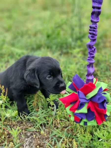 CUCCIOLI LABRADOR DISPONIBILI | Foto 3