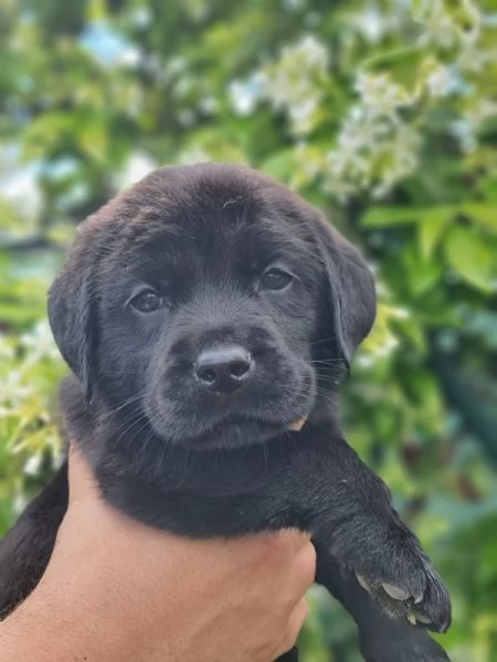CUCCIOLI LABRADOR DISPONIBILI | Foto 1