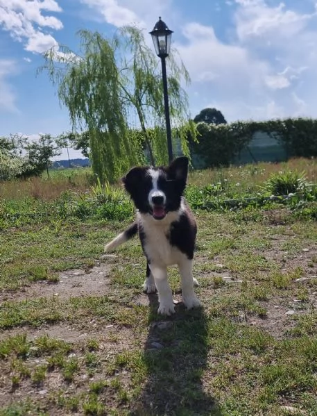 Ultimo cucciolo di Border Collie