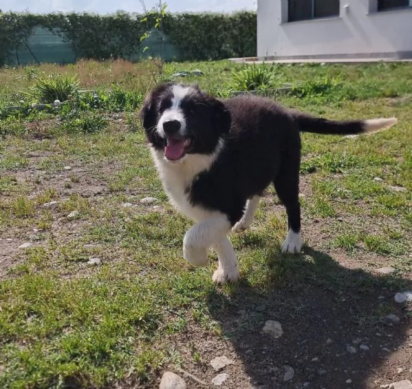 Ultimo cucciolo di Border Collie | Foto 1