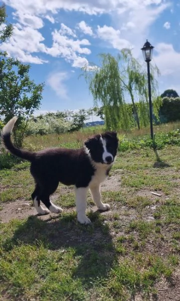 Ultimo cucciolo di Border Collie | Foto 0