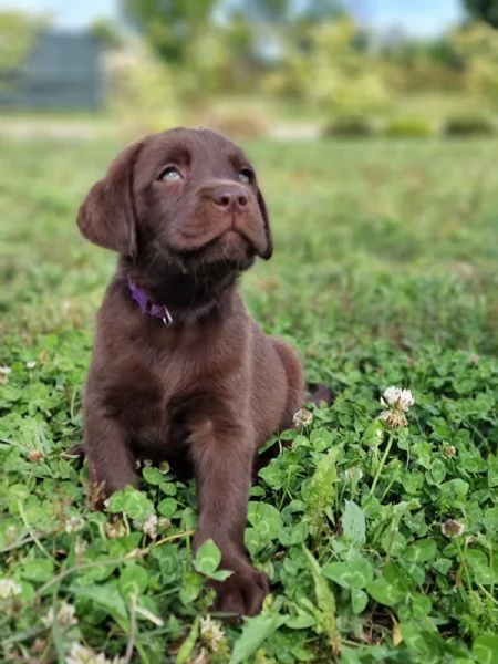 CUCCIOLI LABRADOR DISPONIBILI | Foto 2