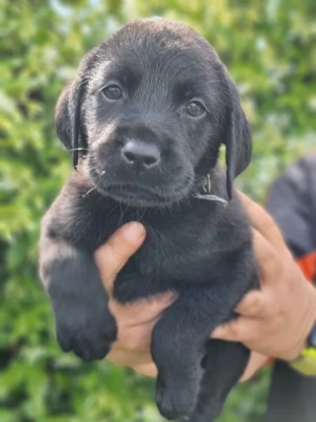CUCCIOLI LABRADOR DISPONIBILI