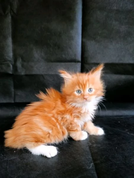 Cuccioli di Maine coon