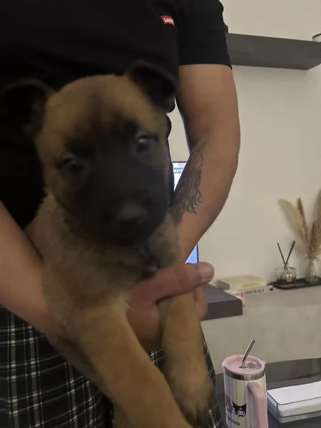 Cuccioli Pastore Belga Malinois