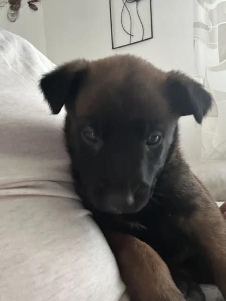 Cuccioli Pastore Belga Malinois | Foto 0