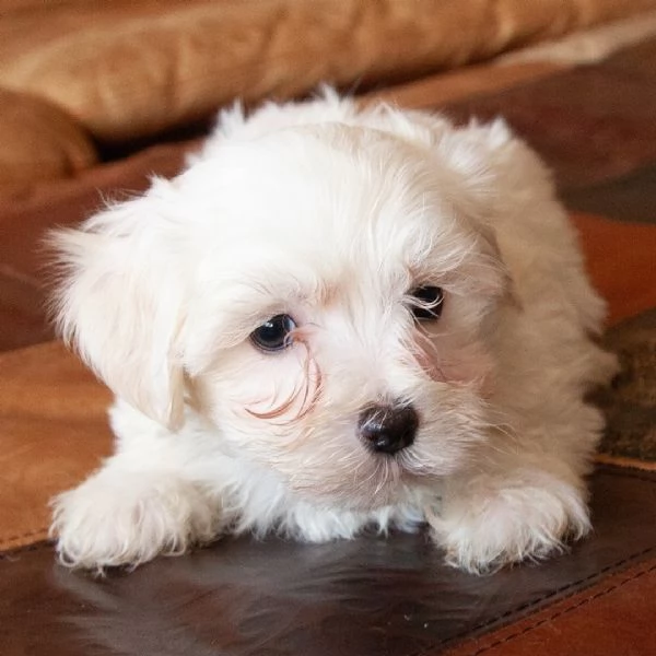 Maltese  | Foto 0