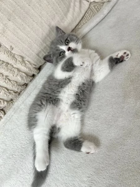 British Shorthair maschio e femmina | Foto 0