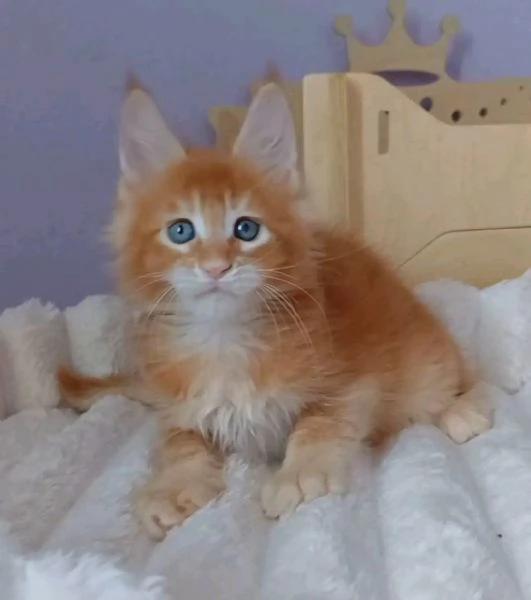 Cucciola di razza Maine Coon