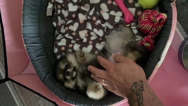 Spitz di Pomerania  | Foto 2