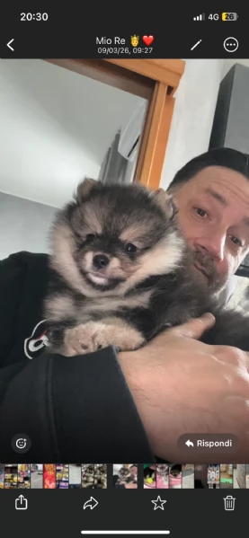 Spitz di Pomerania  | Foto 0