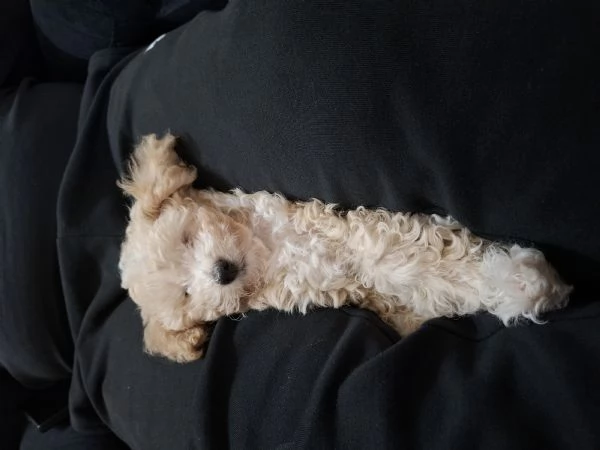 Barboncino toy  | Foto 0