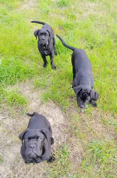 Cuccioli corso | Foto 1