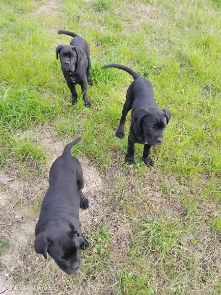 Cuccioli corso | Foto 0