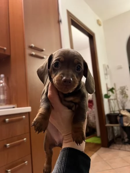 Bassotti a pelo corto cioccolato