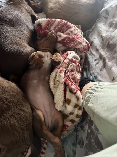 Bassotti a pelo corto cioccolato | Foto 5