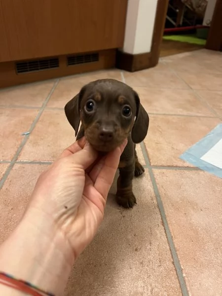 Bassotti a pelo corto cioccolato | Foto 3