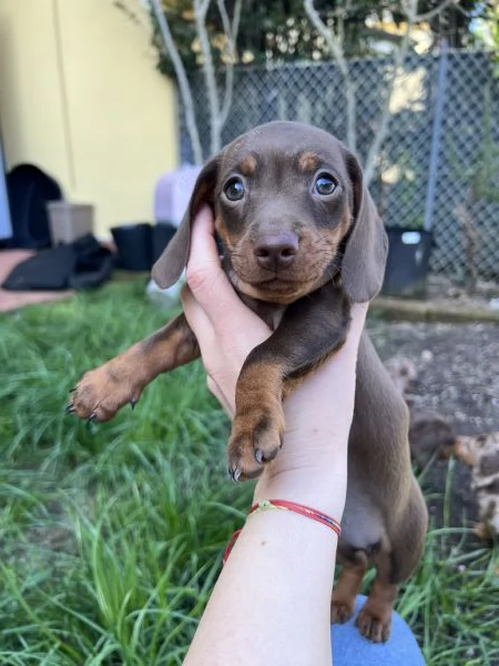 Bassotti a pelo corto cioccolato | Foto 2