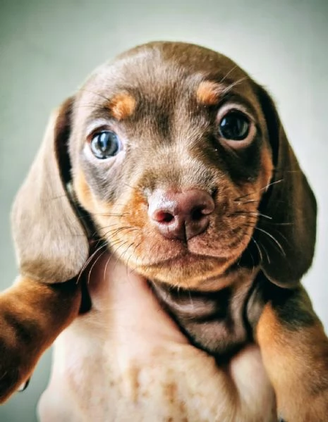 Bassotti a pelo corto cioccolato | Foto 1