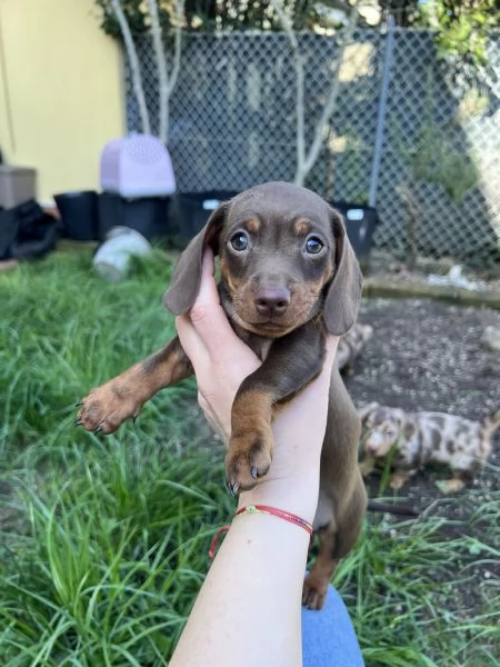 Bassotti a pelo corto cioccolato | Foto 0