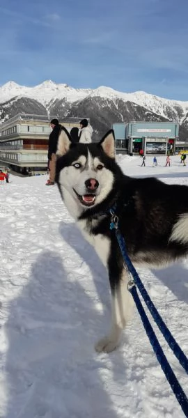 Regalo husky maschio 5 anni