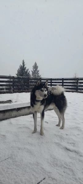 Regalo husky maschio 5 anni | Foto 2