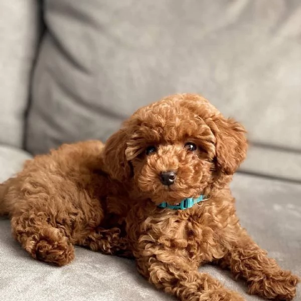 Toy poodle puppies 