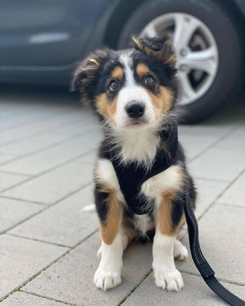 Cuccioli di Border Collie